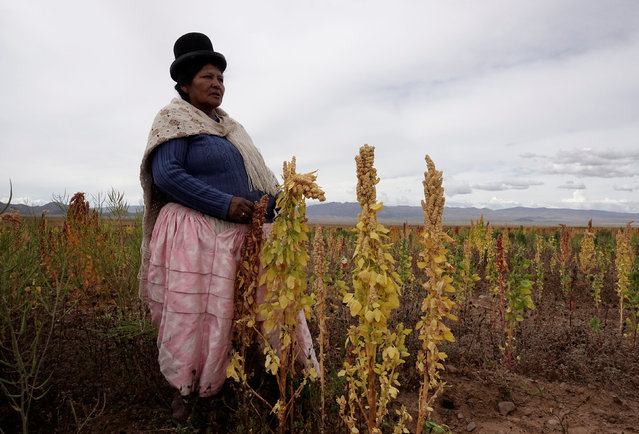 An Aymara woman holds quinoa plants as part of the sweet quinoa promotion at the Canaviri district in La Paz, Bolivia, April 22, 2017. (Photo by David Mercado/Reuters)