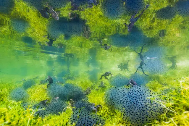 Amphibians and reptiles behaviour winner: Pondworld by Manuel Plaickner, Italy. Every spring, for more than a decade, Plaickner had followed the mass migration of common frogs in South Tyrol, Italy. Rising spring temperatures stir the frogs to emerge from the sheltered spots where they spent the winter (often under rocks or wood, or even buried at the bottom of ponds). They need to breed and head straight for water, usually to where they themselves were spawned. (Photo by Manuel Plaickner/2019 Wildlife Photographer of the Year)