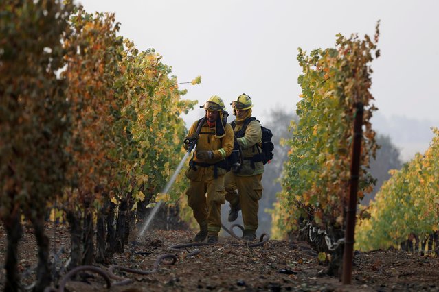 A team of firefighters put out a smoldering vine during the wind-driven Kincade Fire in Healdsburg, California, U.S. October 27, 2019. (Photo by Stephen Lam/Reuters)