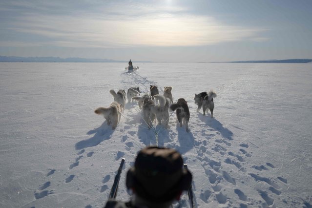 Inuit hunter Hjelmer Hammeken rides his dogs sled on the soft sea ice as he looks for seal outside Ittoqqortoormiit on the frozen Scoresbysund Fjord on April 28, 2024. The village of Ittoqqortoormitt, with its colorful houses and 350 inhabitants, is located near the Strait of Scoresby, the world's largest fjord on the east coast of Greenland, on the edge of the Arctic. All the men are hunters - bears if they're professionals, seals, narwhals or musk oxen if they're amateurs. It's an ancestral way of life handed down from generation to generation. But over the past twenty years, climate change and quotas have gradually jeopardized a tradition that ensures the survival of Inuit families. (Photo by Olivier Morin/AFP Photo)