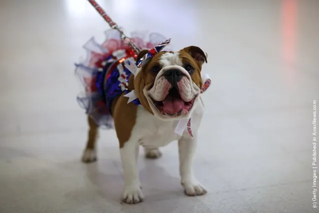 A Bulldog stands with its owner on day three of Crufts at the Birmingham NEC Arena