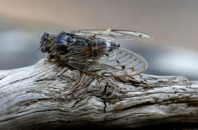 A cicada rests on a pine tree during the heat of summer in Valbonne, south of France, 05 July 2019. The cicadas are insects typical of the south of France, especially in Provence. (Photo by Sébastien Nogier/EPA/EFE)