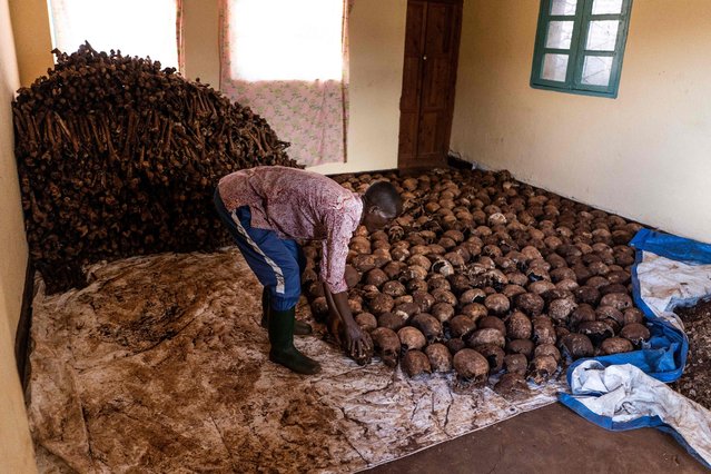 Twagiramungu Ferdinand Twagiramungu, Mubirizi village's leader, places and organises hundreds of skulls belonging to victims of the 1994 Rwandan Tutsi Genocide in Mubirizi, Rusizi District, on May 5, 2023 where more than 1100 bodies have been found since March, making the area the largest mass grave discovered since 2019. (Photo by Clement Di Roma/AFP Photo)