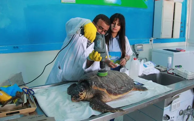 A scientist installs an electronic tag on the shell of a sea turtle before releasing it into the sea on May 21, 2022, in the Tunisian coastal city of Sfax, about 270km southeast of the capital Tunis. Three turtles of protected species were released into the Mediterranean sea from the central eastern coast of Tunisia, after being rescued, and one of them equipped with a electronic tag to follow its course. (Photo by Houssem Zouari/AFP Photo)