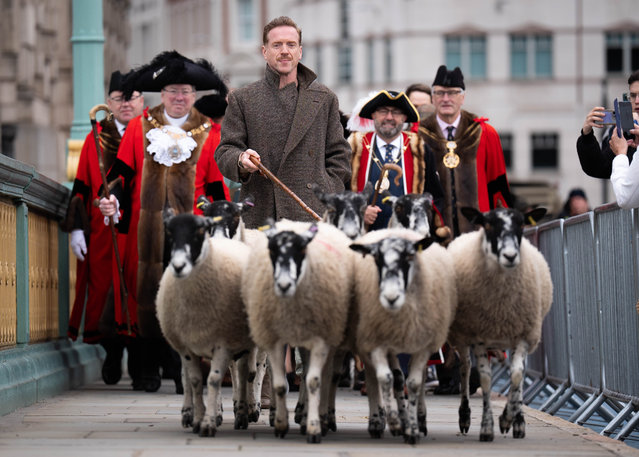 British actor Damien Lewis drives sheep over Southwark Bridge, London, in the 11th London Sheep Drive on Sunday, September 29, 2024. As a Freeman of the City of London Damien has the historic entitlement to drive their sheep over the River Thames toll free, retracing the steps of London's ancient trading routes. (Photo by James Manning/PA Images via Getty Images)