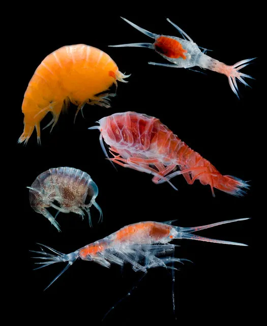 These crustaceans live hundreds of metres below the ocean’s surface. (Photo by Danté Fenolio/The Guardian/Johns Hopkins University Press)