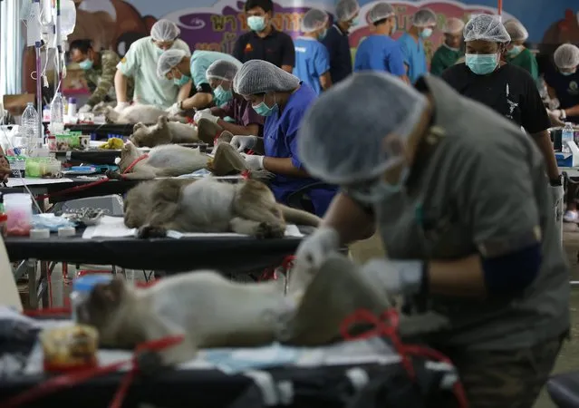 Thai veterinarian sterilizes a monkey in a bid to control the birth rate of the monkey population in Hua Hin city, Prachuap Khiri Khan Province, Thailand, 15 July 2017. (Photo by Narong Sangnak/EPA/EFE)