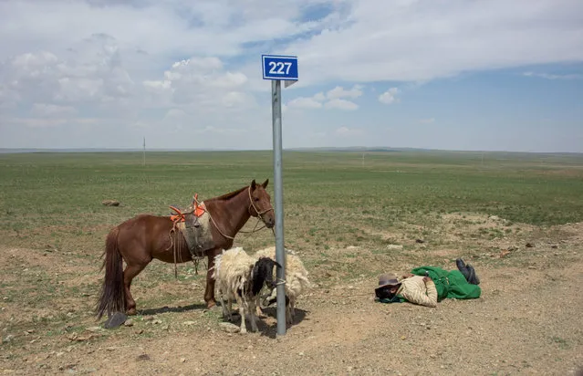 This picture taken on June 28, 2016 shows herder Shagdarjaviiu Batsargal, who works with herder Pagvajaviin Shatarbaatar, sleeping while watching two injured sheep in the Gobi desert near Luusiin. Mongolians went to the polls across their sprawling, sparsely-populated country on June 29 as it struggles to benefit from its vast natural resources amid disputes over foreign investment and slumping demand from neighbouring China. It took Mongolian nomad Pagvajaviin Shatarbaatar seven days to get to his polling station to vote in in the general election – accompanied by more than 2,000 sheep, goats and horses. (Photo by Johannes Eisele/AFP Photo)