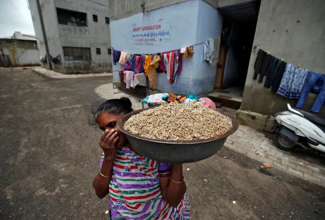 A woman covers her nose as she carries damaged wheat to discard it after flooding at a neighbourhood in Ahmedabad, India, August 3, 2017. (Photo by Amit Dave/Reuters)