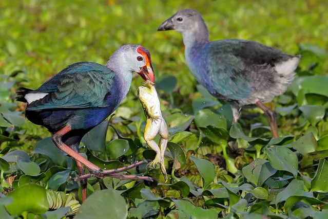 A Purple Swamphen (Porphyrio porphyrio) also known as the Purple coot catches a frog on the marshy wetland in the suburb of Colombo, Sri L​anka, 12 February 2020. (Photo by Chamila Karunarathne/EPA/EFE)