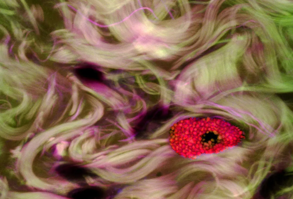 Olympus BioScapes International Digital Imaging Competition 2011