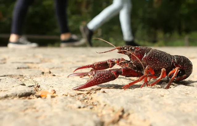 A Louisiana crawfish, or Procambarus clarkii, walks across a path in the Tiergarten park on August 24, 2017 in Berlin, Germany. Popular features in local aquariums, the crustaceans – also known as crayfish, freshwater lobsters, crawdaddies, mountain lobsters, yabbies and mudbugs – are not native to Germany. Conservationists believe they arrived in the park as a result of people emptying their aquariums there, possibly also the reason they appeared Frankfurt three years earlier. Although they are also considered pests, they are illegal to harvest for human culinary consumption as is habitual in what is considered their more natural habitat of the American South. (Photo by Adam Berry/Getty Images)