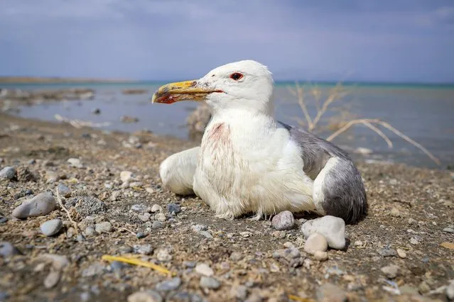 A seagull is seen at the basin of Lake Van as seagull deaths increase due to food shortage and extreme heat in the closed basin formed by the streams pouring their waters into Lake Van in Van, Turkiye on July 19, 2022. Some of the seagulls, which determined the islands of Adir, Carpanak, Akdamar and Kuzu as their habitat, perished in the basin of Lake Van that hosts many bird species. The officials from the 14th Regional Directorate of Turkish Nature Conservation and National Parks conducting research in the regions continue their investigations on the shores of Lake Van, as they took samples from the birds and sent them to the laboratory. It is assumed that the seagulls died due to the extreme heat and food shortage caused by the end of the pearl mullet migration between April 15 and July 15. (Photo by Ozkan Bilgin/Anadolu Agency via Getty Images)