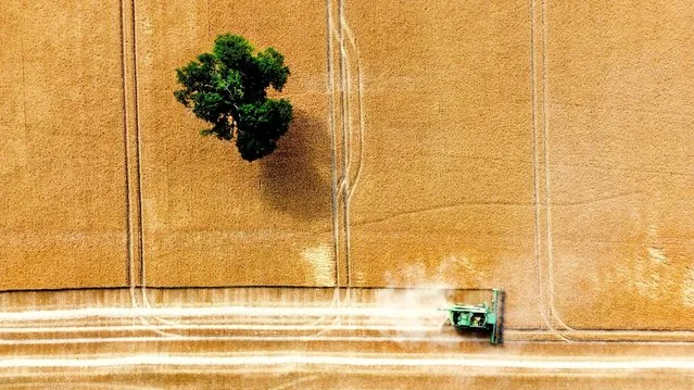 Harvest takes place in fields during a heatwave in Shrewsbury, Britain on July 18, 2022. (Photo by Carl Recine/Reuters)