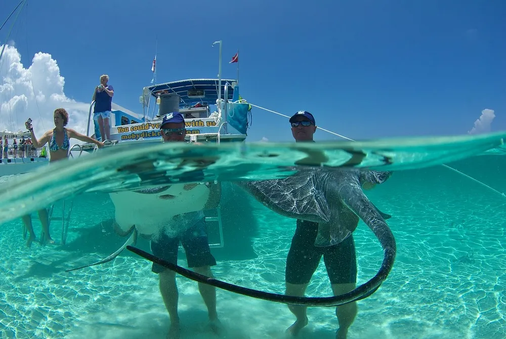 Stingray City, Grand Cayman
