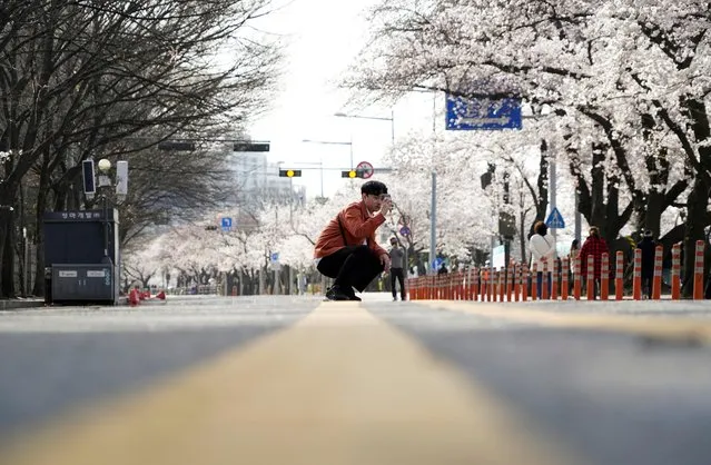 A man takes a picture near a cherry blossom trees street, closed to avoid the spread of the coronavirus disease (COVID-19), in Seoul, South Korea, April 1, 2020. (Photo by Kim Hong-Ji/Reuters)