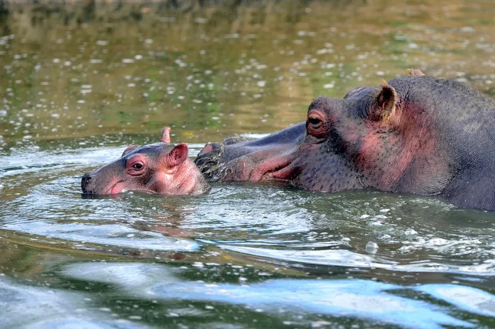 A Six-day-old Hippopotamus