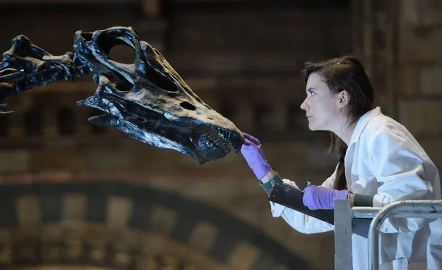 A conservator inspects Dippy the diplodocus at the Natural History Museum in London on September 9, 2015, as preparations begin for a nationwide tour in 2018. (Photo by Anthony Devlin/ZUMA Press)