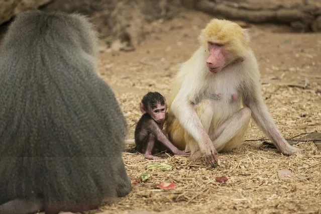 A three-week-old female baboon sits next to her mother Sahara (R), a four-year-old and seven-month-old light-coloured fur baboon (Papio Hamadryas), at the Safari Zoo in Ramat Gan, near Tel Aviv, Israel, September 9, 2015. Sahara is the first light-coloured fur baboon to give birth at the zoo and this led keepers at the zoo to believe that the very rare light-coloured fur gene is likely to be passed on in their baboon troop, a press release said on Wednesday. (Photo by Baz Ratner/Reuters)