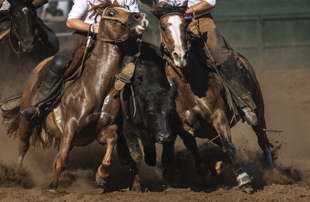 Horse riders cut off a cow during a competition at the Nuestros Ceballos equestrian event, at La Rural fairgrounds in Buenos Aires, Argentina, Sunday, March 30, 2025. (Photo by Rodrigo Abd/AP Photo)