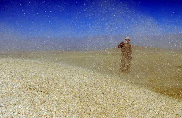 An Afghan farmer sorts Wheat grains on the outskirts of Kabul, Afghanistan, 21 July 2016. The Afghan government is encouraging farmers to grow wheat, rice and vegetables instead of opium. (Photo by Hedayatullah Amid/EPA)