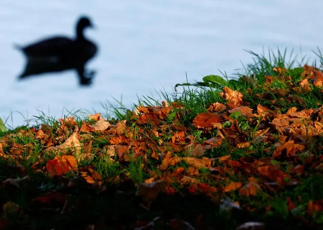 A duck swims in a pond in a park, on an autumn day in Enghien, Belgium on November 2, 2022. (Photo by Yves Herman/Reuters)