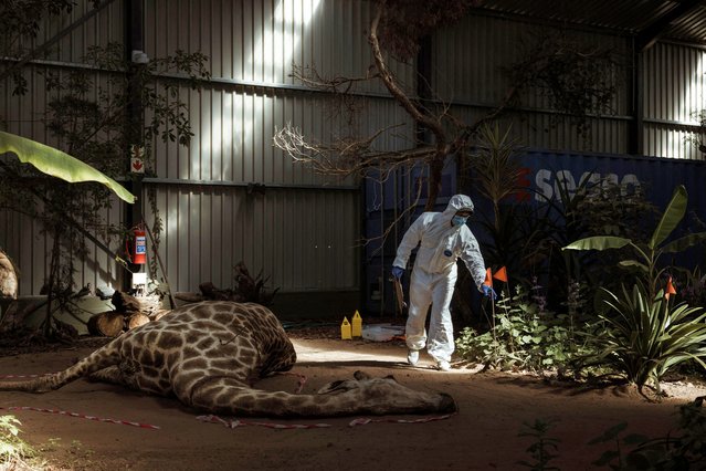 A student in hazmat suit moves around a taxidermied giraffe at the “crime scene” set up in the warehouse of the Wildlife Forensic Academy in the Buffelsfontein Game and Nature Reserve near Cape Town, on April 16, 2025. The crime scene was carefully set up by the Wildlife Forensic Academy, a training centre that aims to fight poaching by teaching investigation skills to rangers, conservation officers, law enforcement and students. Set inside a sunny warehouse in a private game reserve an hour north of Cape Town, the academy recreates poaching scenarios featuring taxidermied victims like “Frikkie”, the rhino who was poached a few years ago. By teaching how to protect a crime scene, find and collect evidence and later present a testimony in front of a court, they hope to strengthen prosecution of wildlife crime across Africa. (Photo by Marco Longari/AFP Photo)
