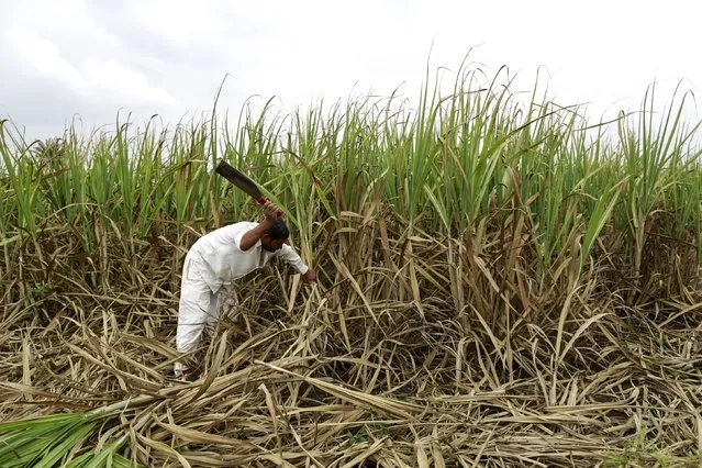 Vijay Nazirkar, a farmer, cuts partially destroyed sugarcane to be used as fodder for his cattle at a village in Pune, India, September 15, 2015. Thousands of acres of India's sugar crop are suffering severe damage from a faltering monsoon, with some farmers in the world's second-biggest grower forced to feed withered cane to cattle in the top producing state. (Photo by Danish Siddiqui/Reuters)