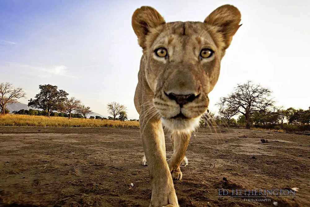 Lion Steals Photographer's Camera 