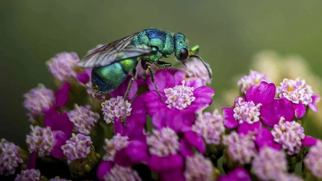 Winged creatures of all kinds and colors were feeding and gather Thursday, July 21, 2022 in the flower garden at the traffic island welcoming visitors to Roxbury, Maine. (Photo by Russ Dillingham/Sun Journal via AP Photo)