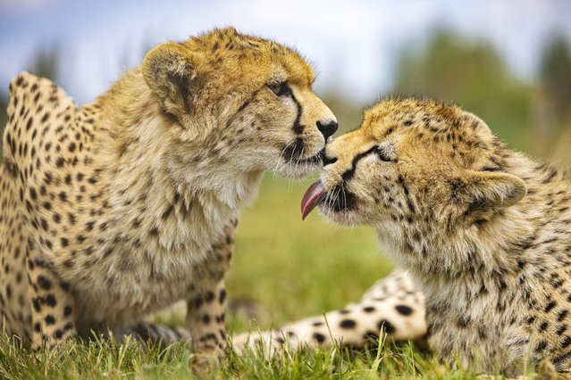 Cheetah cubs Kendi and Tafari celebrate their first birthday at the Yorkshire Wildlife Park near Doncaster, UK on May 23, 2025. They enjoyed chicken for dinner to mark the big day. (Photo by James Glossop/ The Times & Sunday Times)