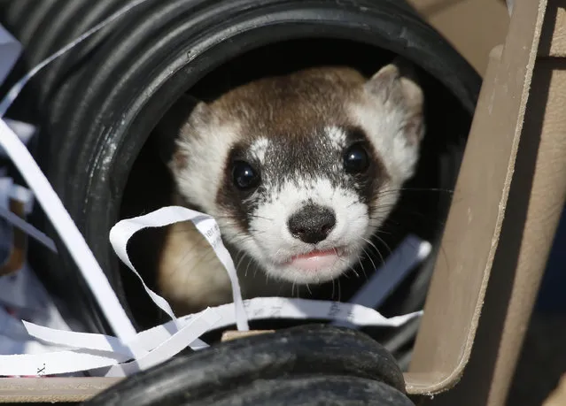A black-footed ferret looks out of a crate used to take it to a site to be let loose during a release of 30 of the animals by the U.S. Fish and Wildlife Service, Monday, October 5, 2015, at the Rocky Mountain Arsenal National Wildlife Refuge in Commerce City, Colo. The rare black-footed ferrets were turned loose on the 25-square-mile refuge, which was a former toxic waste site before being reclaimed after a $2.1-billion cleanup. (Photo by David Zalubowski/AP Photo)