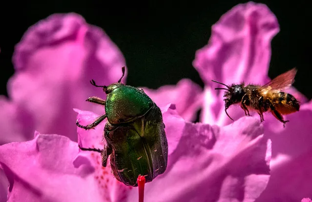 A goldsmith beetle (cetonia aurata) crawls on rhododendron flowers as a bee approaches it in a garden outside Moscow, Russia on June 10, 2020. (Photo by Yuri Kadobnov/AFP Photo)