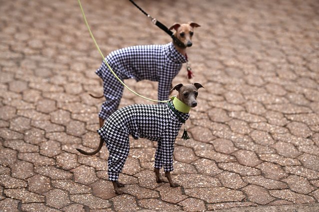 Italian Greyhounds arrive on the first day of the Crufts dog show at the National Exhibition Centre in Birmingham, central England, on March 7, 2024. (Photo by Oli Scarff/AFP Photo)