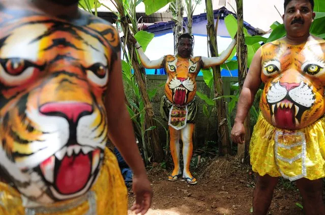 Indian performers wearing body-paint depicting tigers wait for the artwork to dry as they prepare to take part in the “Pulikali”, or Tiger Dance, in Thrissur on September 17, 2016. (Photo by Arun Sankar/AFP Photo)