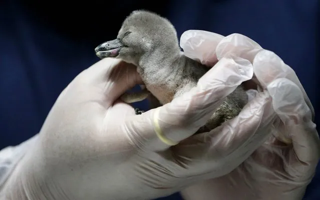 A newly-hatched penguin closes eyes as it is held by Manila Ocean Park Executive Vice-President Francis Low Friday, November 14, 2014 in Manila, Philippines. The Humboldt penguin chick was hatched at the country's largest oceanarium early Friday from mother “Roukia” and father “Jiggy” to become the second penguin to be born in the country. About a dozen Humbodlt penguins were acquired from Germany. (Photo by Bullit Marquez/AP Photo)