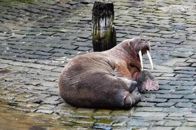The wandering walrus has delighted locals and tourists in a Yorkshire seaside town on Saturday, December 31, 2022. The marine mammal arrived in Scarborough on Friday night and has drawn huge crowds to the harbour. The Arctic walrus is believed to be Thor - the same animal that was spotted on the Hampshire coastline earlier this month. (Photo by Stuart Ford/PA Wire)
