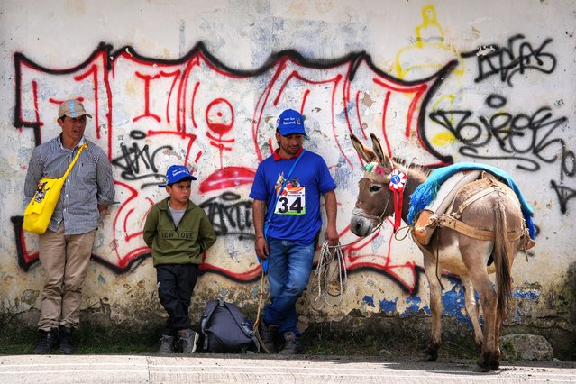 Participants are seen with their donkeys during 19th Regional Donkey Contest, one of the most traditional and representative festivals of Boyaca's peasant culture, in Moniquira, Colombia on June 29, 2025. The festival, held for 23 years, honors the Colombian peasant and their faithful work companion – the donkey. Activities included a donkey sound imitation contest and awards for the most creative costumes, celebrating the animal's historic role in rural life. (Photo by Juancho Torres/Anadolu via Getty Images)