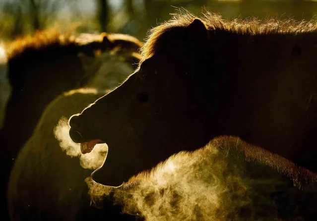 An Icelandic horse breathes at a stud farm in Wehrheim near Frankfurt, Germany, on a cold Tuesday morning, February 7, 2023. (Photo by Michael Probst/AP Photo)
