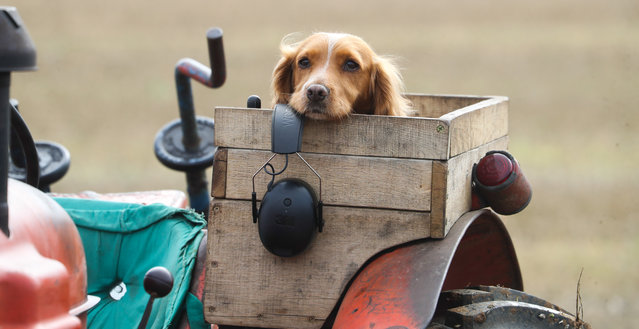 Farmers take part in the Mendip Ploughing Match at Chewton Mendip, Somerset, UK on September 25, 2025. The Ploughing Society was formed circa 1858 by local Mendip farmers after a competition between them and salesmen from the north country. (Photo by Jason Bryant/Bournemouth News)