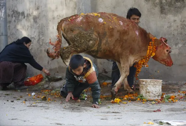 A boy crawls under a cow during a religious ceremony celebrating the Tihar festival, also called Diwali, in Kathmandu, Nepal November 11, 2015. (Photo by Navesh Chitrakar/Reuters)