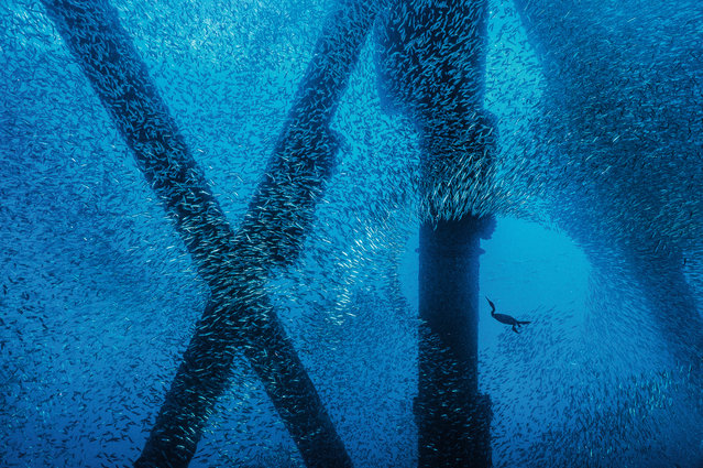 Rig diver by Alexander Mustard. “The legs of a giant oil rig off the coast of California form the structure for this swirling scene of hunted and hunter. Flying through the shoal of Pacific chub mackerel is a Brandt’s cormorant. During the day, the fish make use of the rig as shelter. But larger predators such as sea lions, porpoises and dolphins also learn that rigs can be prime fishing grounds. In this case, Brandt’s cormorants use the rig as both an underwater larder and a platform for roosting and for drying their wings after diving”. (Photo by Alexander Mustard/Unforgettable Underwater Photography/NHM)
