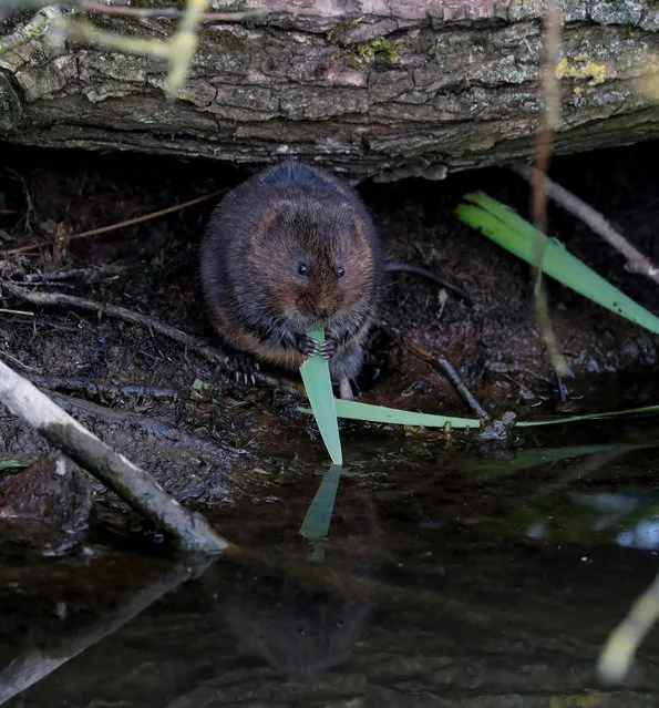 A water vole, UK, in April 2017. (Photo by Neil WalkerAlamy Stock Photo)