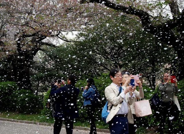 People film a shower of cherry blossoms at a park in Tokyo, Japan, April 2, 2018. (Photo by Toru Hanai/Reuters)