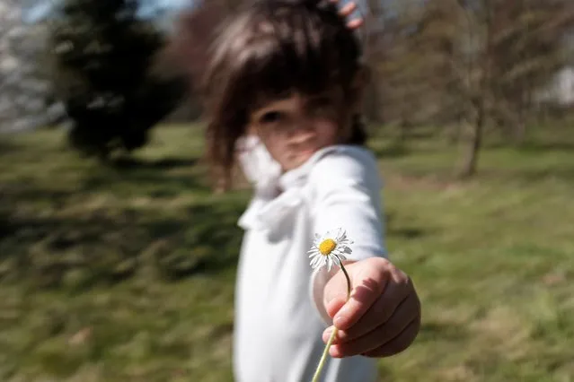 Bianca Toniolo picks a daisy as the family take a walk through the woods 200 metres from their home in San Fiorano, March 19, 2020. This was the last time the family went to the woods as restrictions got stricter throughout the country to try and contain the spread of coronavirus. (Photo by Marzio Toniolo/Reuters)