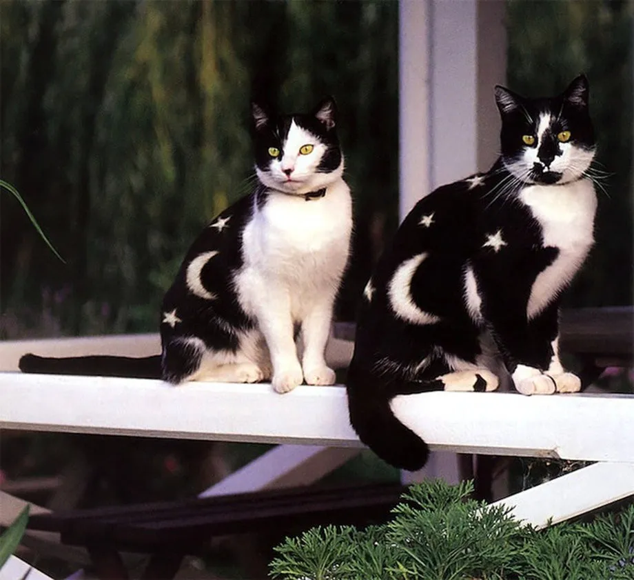 New Form of Art: Cat Painting