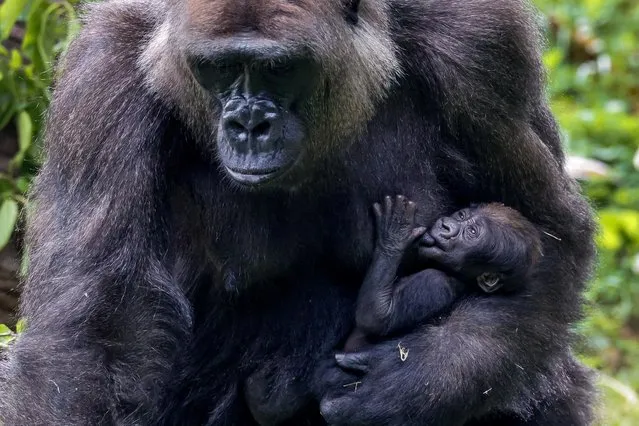 Western lowland gorilla mother Shalia holds her two-week old baby boy, Willie B. III, inside their enclosure at the Zoo Atlanta habitat in Atlanta, Georgia, USA, 09 May 2023. The infant gorilla, born 24
April 2023, is the first offspring of Willie B. Jr and the grandchild of the legendary silverback Willie B. (Photo by Erik S. Lesser/EPA/EFE)
