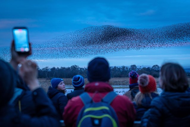 Mass starling murmuration is obsearved by locals as they pass over Ham Wall RSPB nature reserve during an evening murmuration on Avalon Marshes, UK on December 22, 2025 – part of Somerset's levels and moors biodiverse wetlands. (Photo by Guy Corbishley/Alamy Live News)