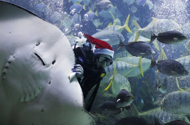 A diver dressed as Father Christmas with a Santa hat, feeds fish at an aquarium in Kuala Lumpur, Malaysia, December 7, 2015. (Photo by Olivia Harris/Reuters)