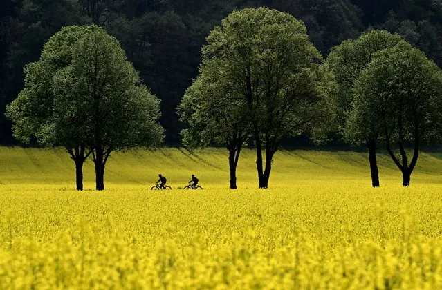 Cyclists ride along a road between fields of blooming rapeseed plants, near the small Bavarian village of Schoengeising, southern Germany, on May 9, 2023. (Photo by Christof Stache/AFP Photo)